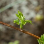 Poetic Guide: Whispering Pines & Mountain Air Alchemy