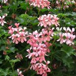 Top 5 Ideas: Terra-Cotta Lanterns, Herbarium Journals