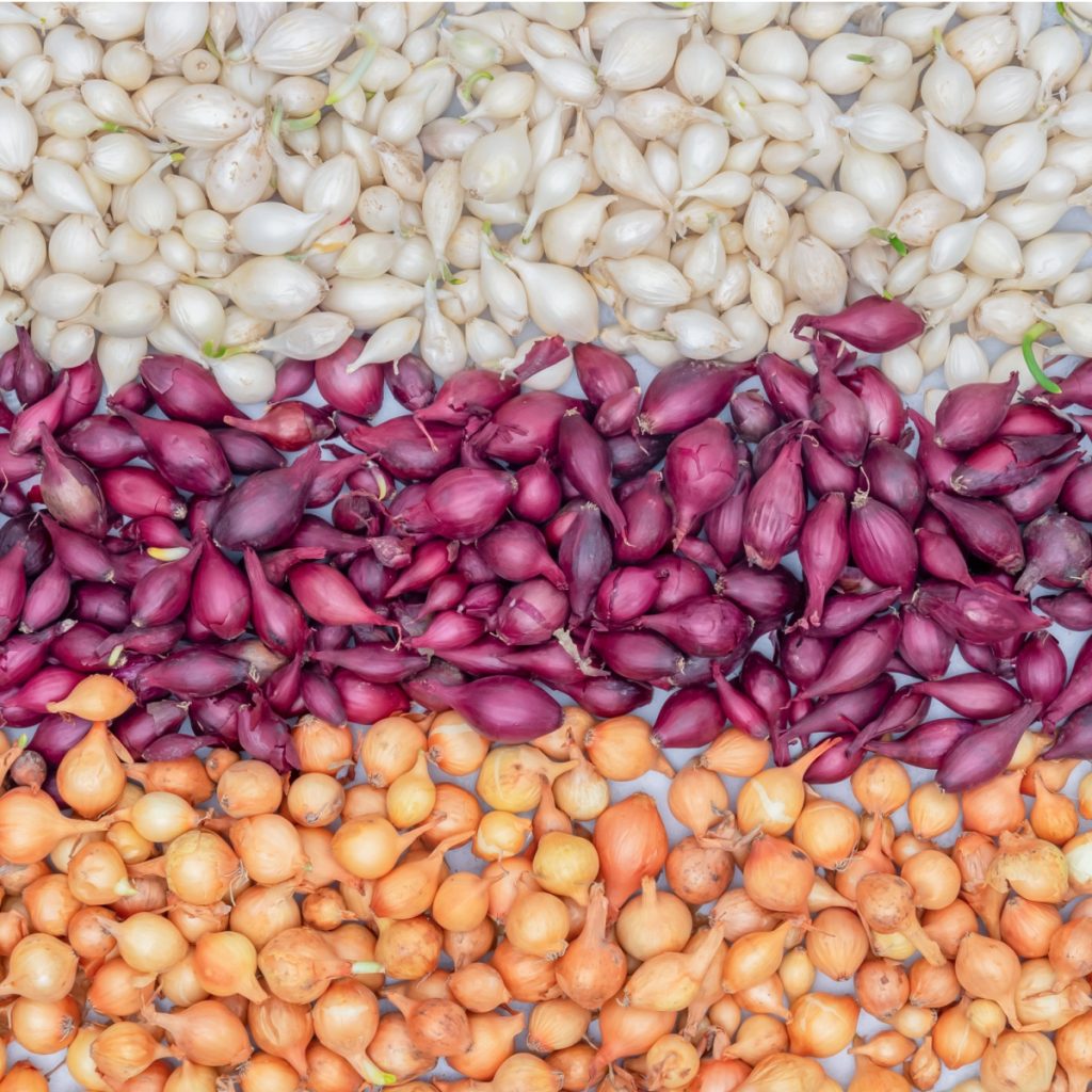 When & How To Plant Spring Onion Sets