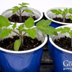 Seeds to Start Indoors 6–8 Weeks Before Your Last Frost Seeds to Start Indoors 6–8 Weeks Before Your Last Frost