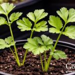 Seeds to Start Indoors 8–10 Weeks Before Your Last Frost Seeds to Start Indoors 8–10 Weeks Before Your Last Frost