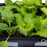 Seeds to Start Indoors 4–6 Weeks Before Your Last Frost