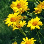 Seasonal Ritual: Frosted Pots and Golden Hours