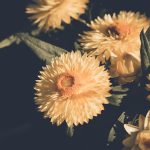 Poetic Guide: Whispering Vines in Urban Veins