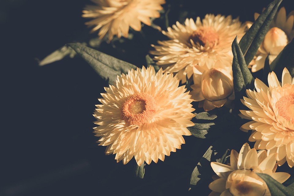 Poetic Guide: Whispering Vines in Urban Veins