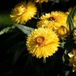 Seasonal Rites Automn Leagues Dancing With Wind-Whipped Roots