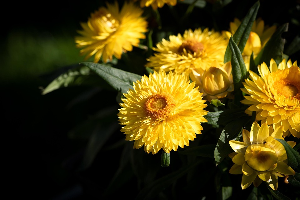 Seasonal Rites Automn Leagues Dancing With Wind-Whipped Roots