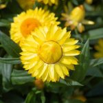 Symbolic Essay: The Weight of a Pebble in Morning Light Symbolic Essay: The Weight of a Pebble in Morning Light