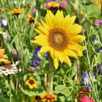Eco How-To: Rainwater Capture in Copper Cups Eco How-To: Rainwater Capture in Copper Cups