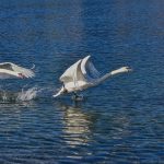 Top 5 Ideas for Breathing Stone Dialogues