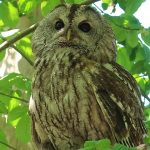 Top 5 Ideas: Mazelight Pathways to Peaceful Planting Labyrinthine Lessons in Garden Sanctuary