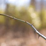 What Are Your Goals for this “Death Hedge?”