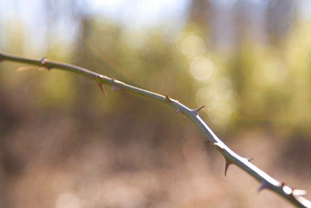 What Are Your Goals for this “Death Hedge?”
