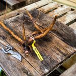 Secrets of an English Head Gardener: How to Transplant Shrubs and Perennials