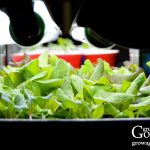 Using Grow Lights for Seedlings and Indoor Growing Using Grow Lights for Seedlings and Indoor Growing