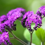 Best Of: Shadows Masquerading as Midday Flora’s Silence