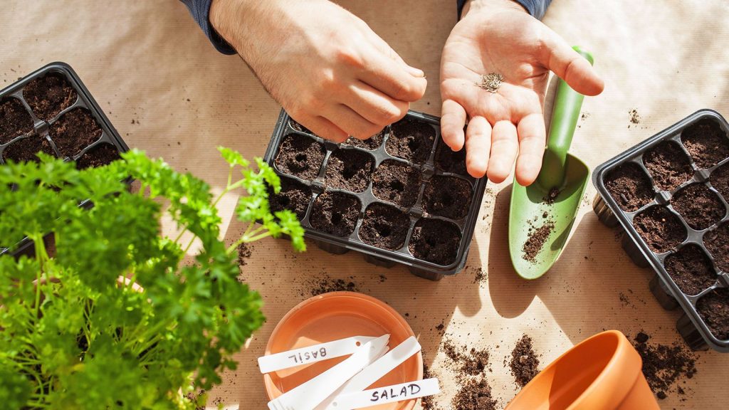 Suck Seeds Before You Plant Them? The Unusual Garden Trend Taking Over TikTok