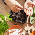 Suck Seeds Before You Plant Them? The Unusual Garden Trend Taking Over TikTok Suck Seeds Before You Plant Them? The Unusual Garden Trend Taking Over TikTok