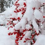 Winterberry 101: Native Berries to Brighten Winter