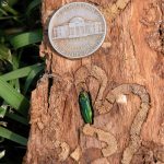 Identifying and Managing Emerald Ash Borers in the Mountain West Identifying and Managing Emerald Ash Borers in the Mountain West