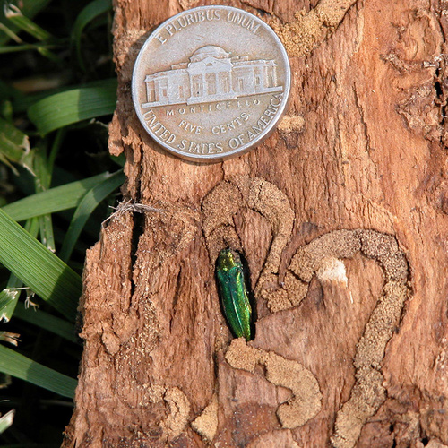 Identifying and Managing Emerald Ash Borers in the Mountain West