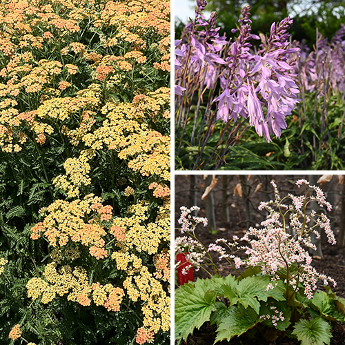 3 Great New Perennials for Your Garden