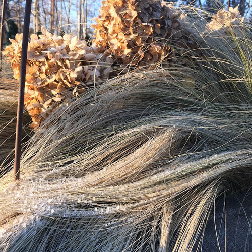 What Happens to Plants in Winter, and Maintenance Advice to Support Their Needs