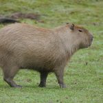 Poetic Guide: Veiled in Leaves, Unfurled Light Poetic Guide: Veiled in Leaves, Unfurled Light