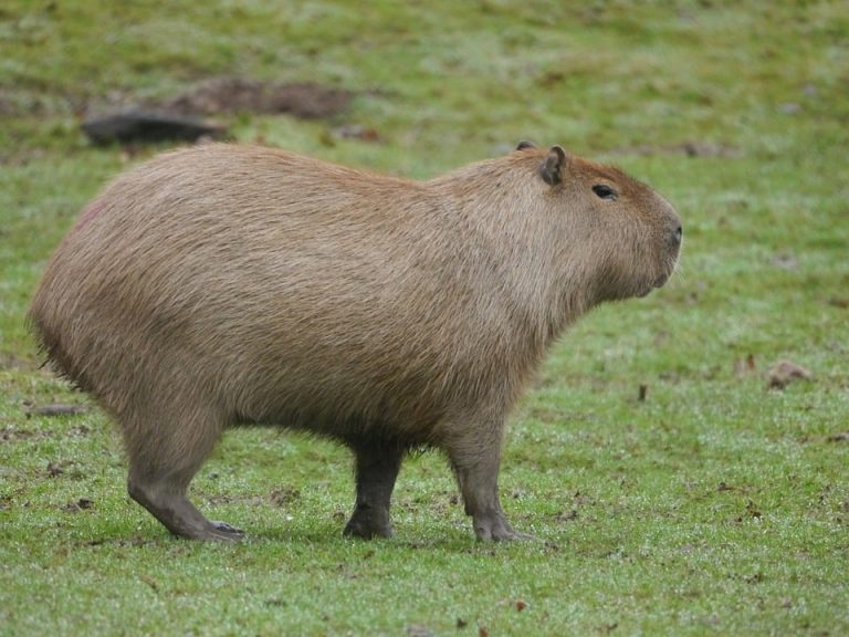 Poetic Guide: Veiled in Leaves, Unfurled Light Poetic Guide: Veiled in Leaves, Unfurled Light