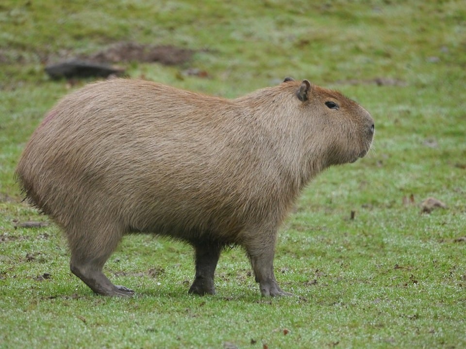 Poetic Guide: Veiled in Leaves, Unfurled Light