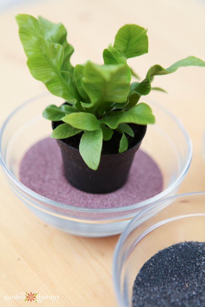 phyllitis scolopendrium