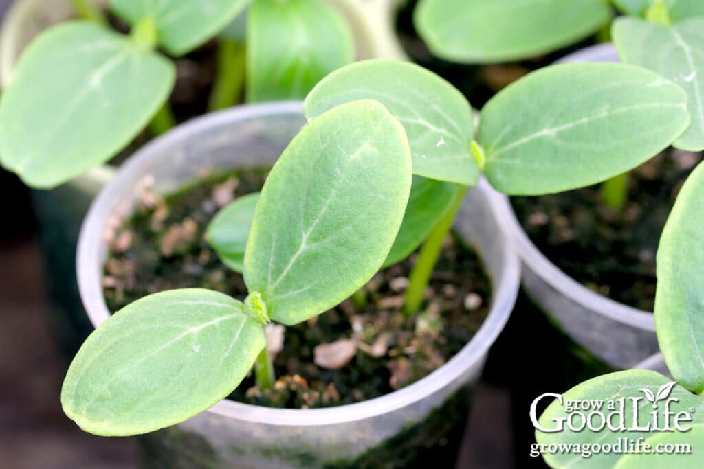 young squash seedlings growing in plastic cups under grow lights indoors.