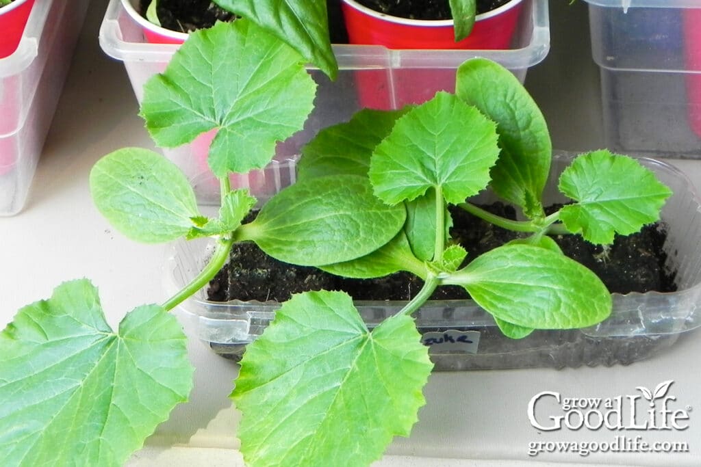 young zucchini seedlings growing in soil blocks under indoor grow lights.