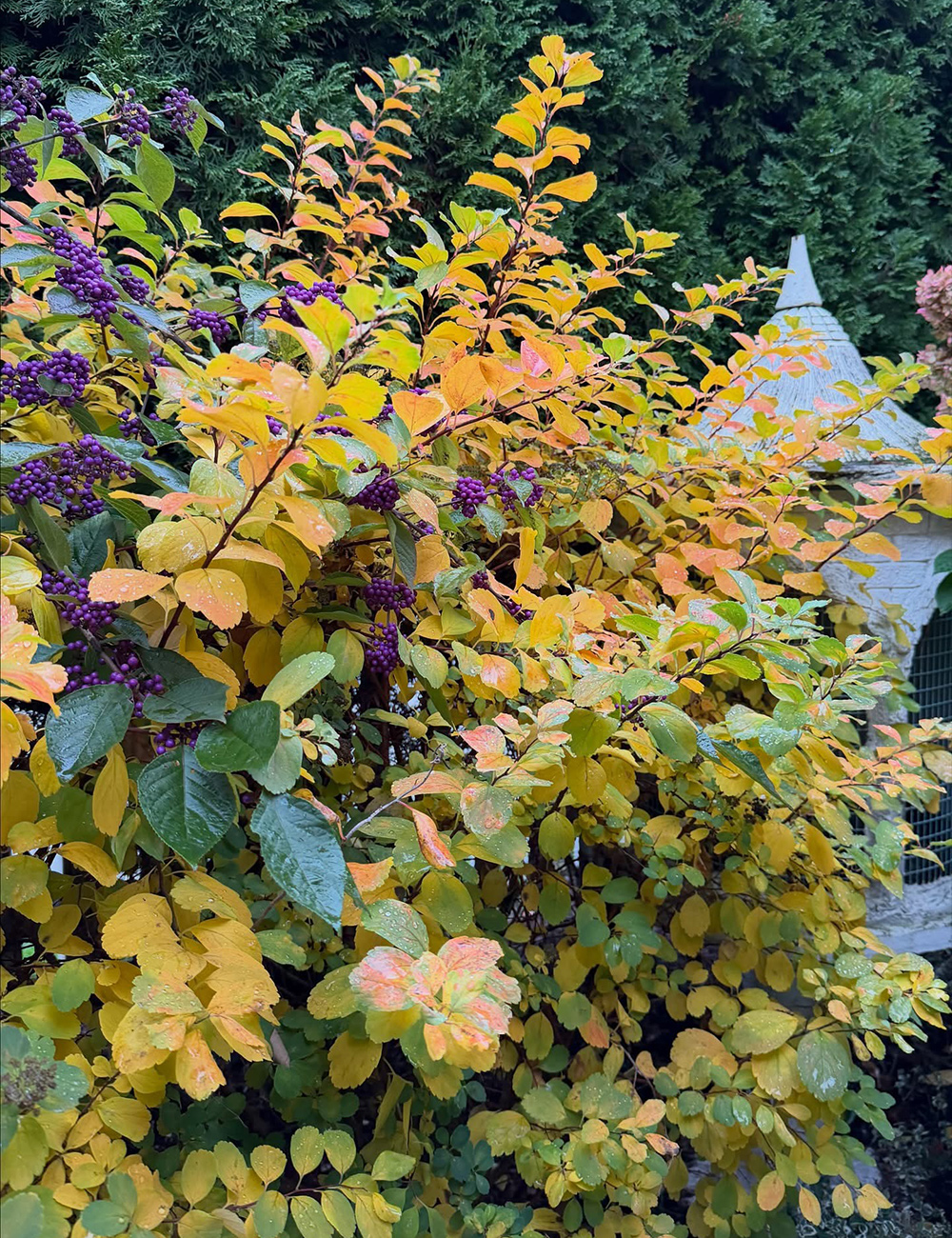 shrub with purple berries growing into shrub with yellow fall foliage