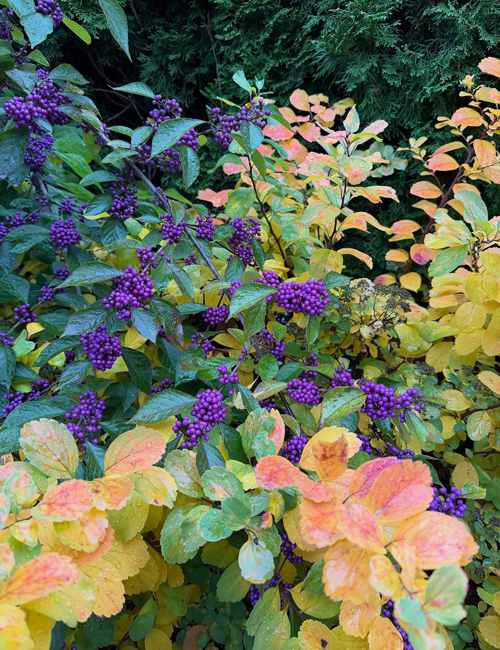 close up of purple berries amongst yellow foliage