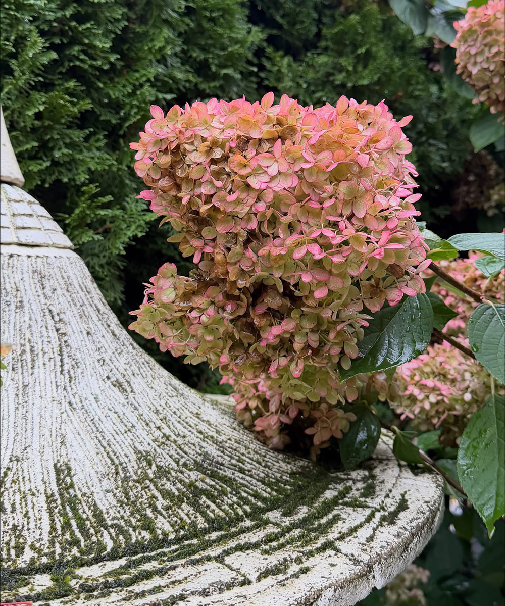 pink hydrangea in fall