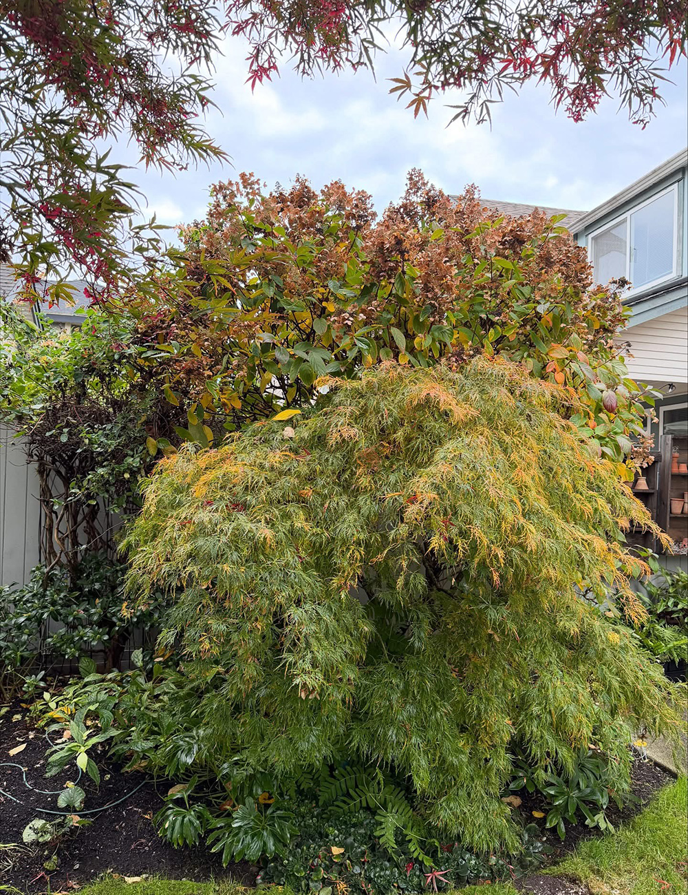 large shrubs in fall