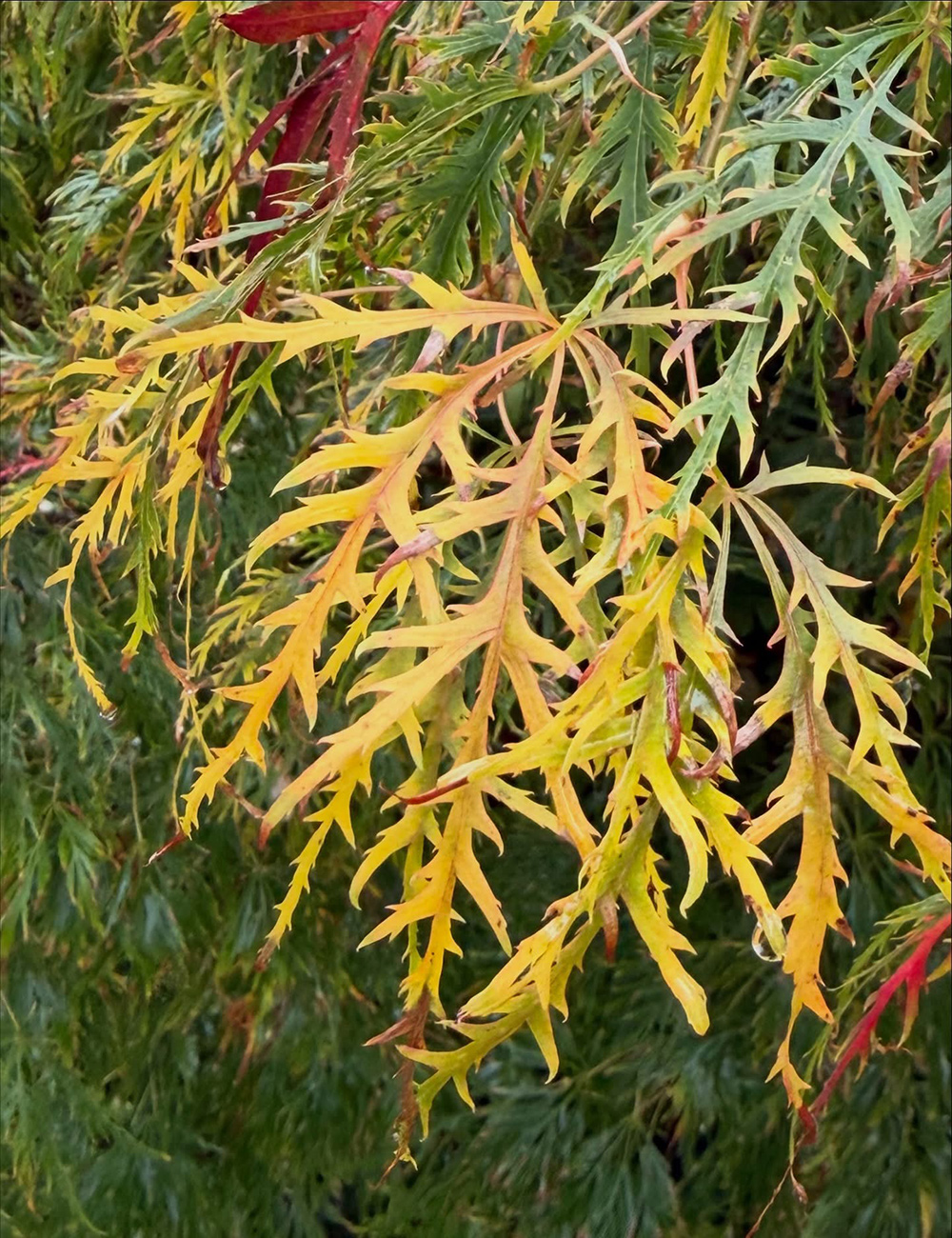 acer palmatum watefall foliage in fall