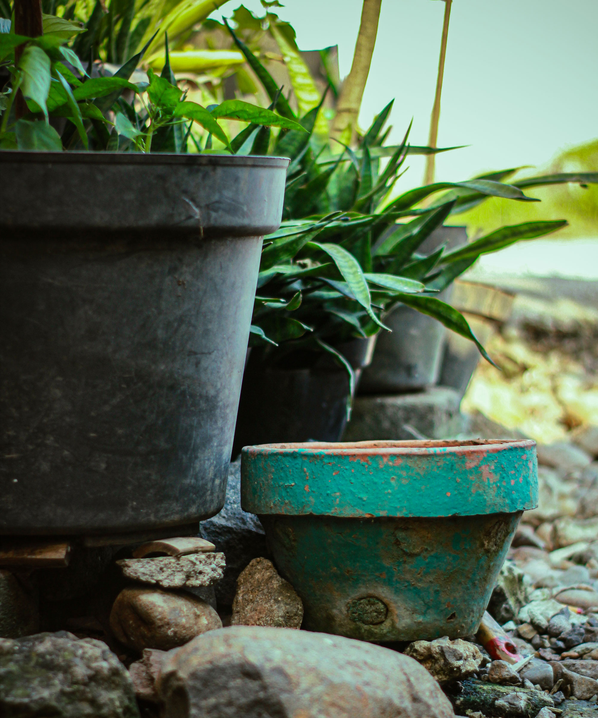 potted plants on raised feet on gravel ground