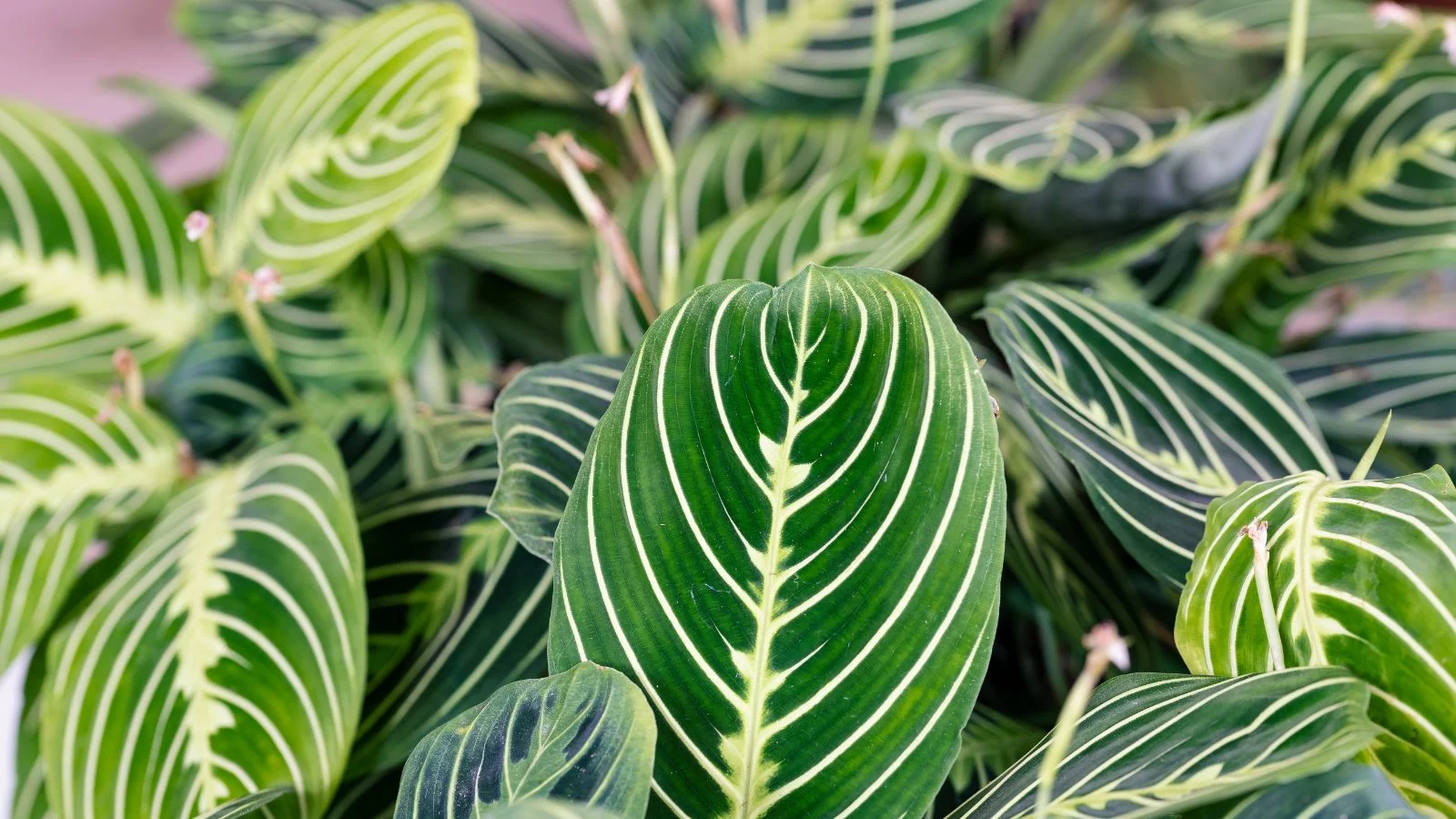 a close-up shot of a small composition of deep-green leaves with yellowish veins, all situated in a well lit area