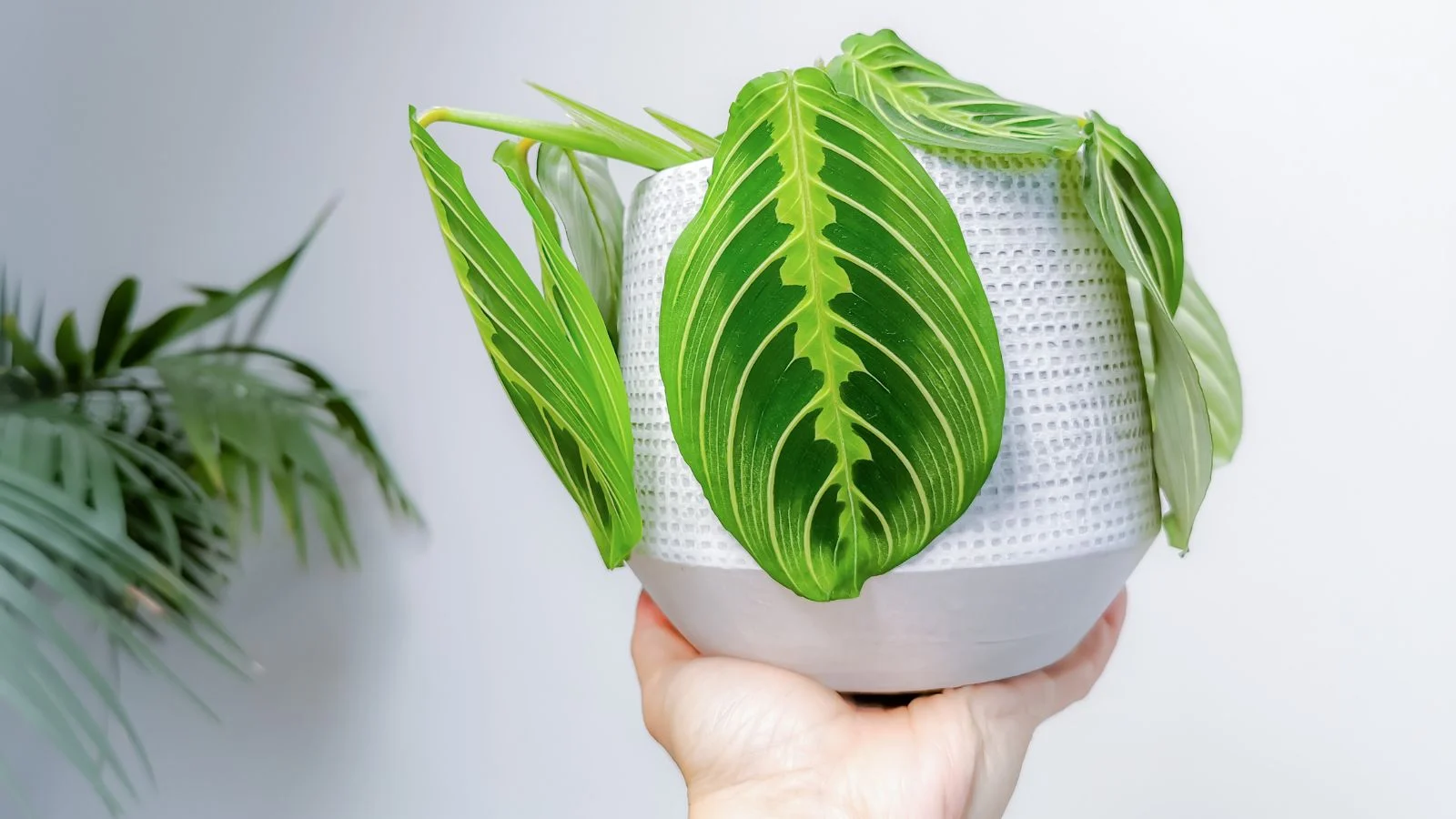 a close-up shot of a person's hand holding a small pot filled with foliage of a houseplant, all situated in a well lit area