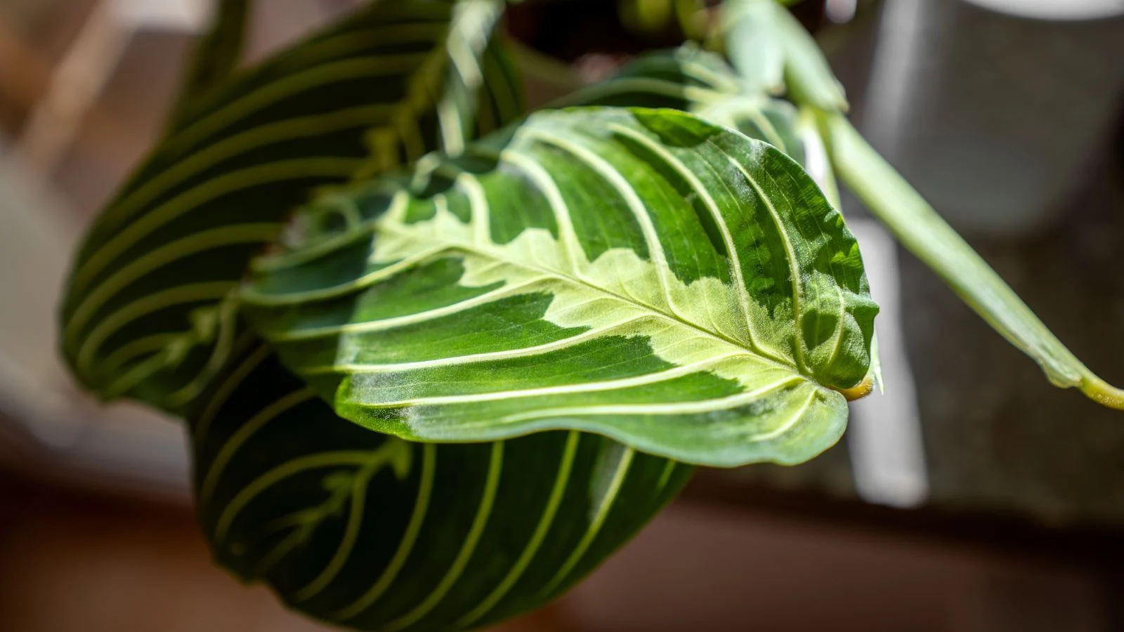 a close-up shot of a leaf of a houseplant, basking in bright indirect sunlight indoors