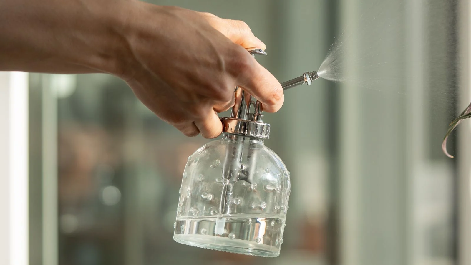 a person's hand holding a misting bottle spraying water over houseplants
