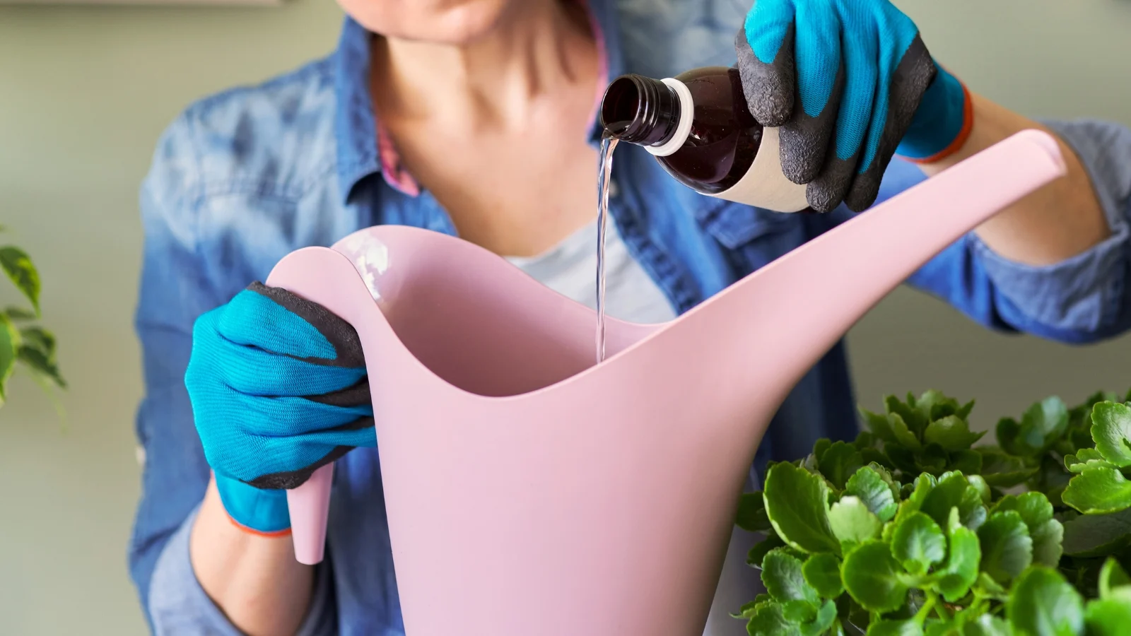 a woman pours liquid fertilizer from a black bottle into a soft pink plastic watering can indoors.