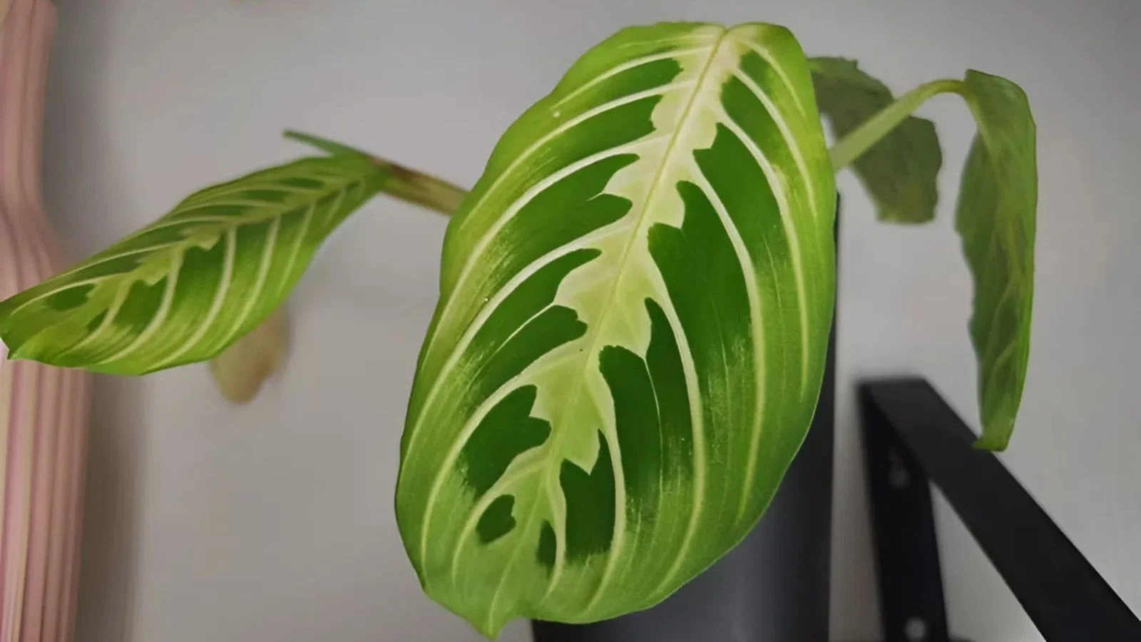 a close-up shot of fresh cuttings of a houseplant, placed on a large container indoors