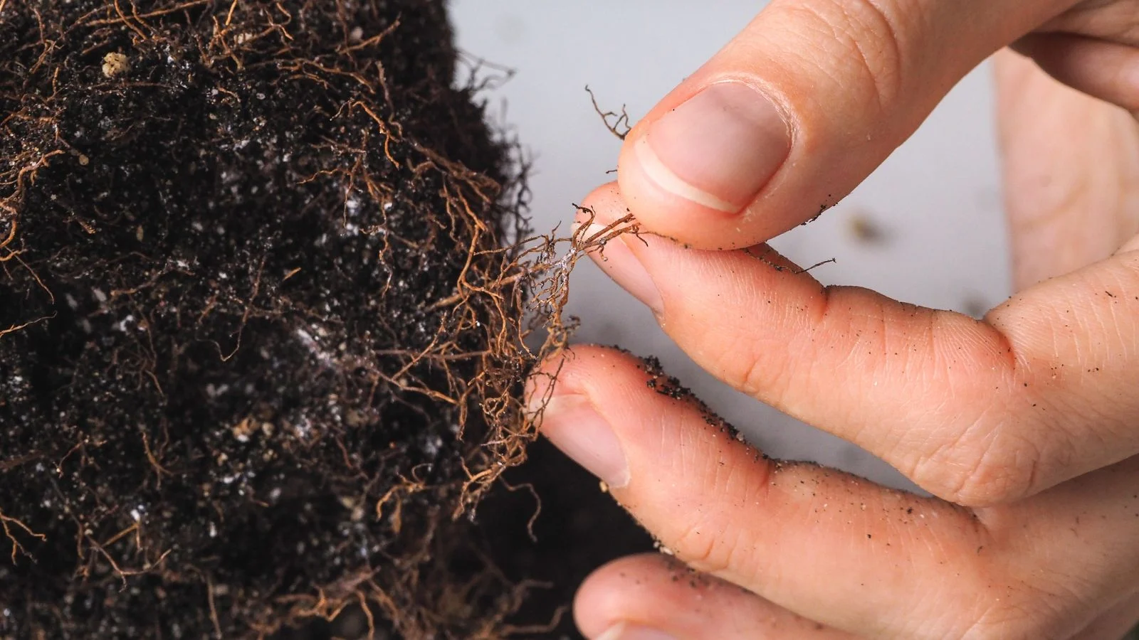 a close-up shot of a person's hand inspecting rotting roots of a plant, all situated in a well lit area indoors