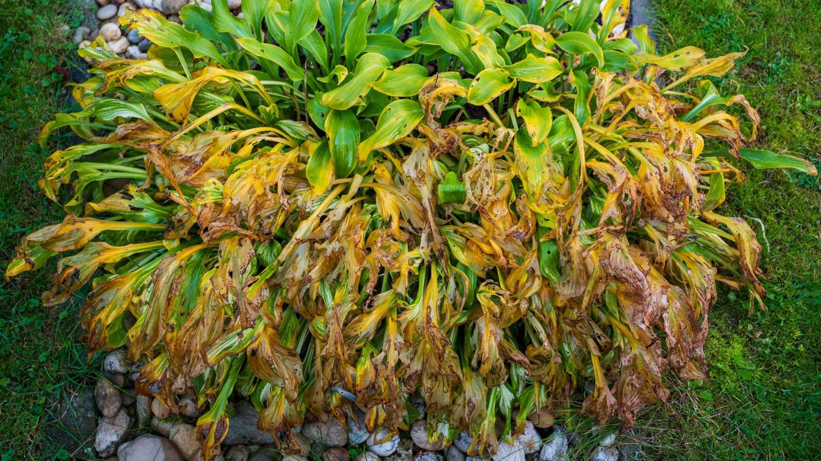 a close-up and overhead shot of a composition of decaying leaves of a plant, placed on a garden bed with a stone border outdoors