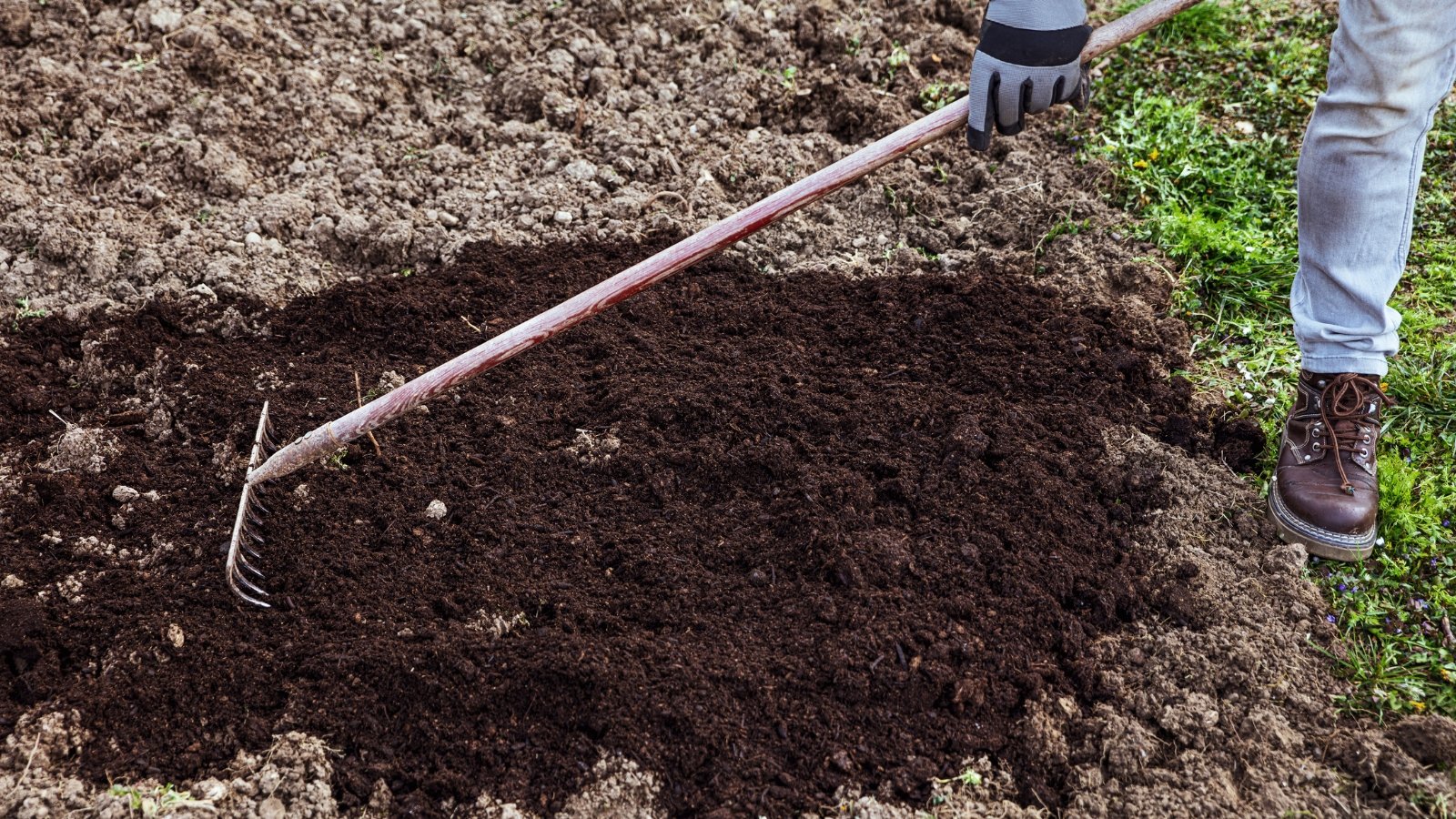 a gardener uses a rake to smooth and mix freshly dug soil with compost in a garden bed.