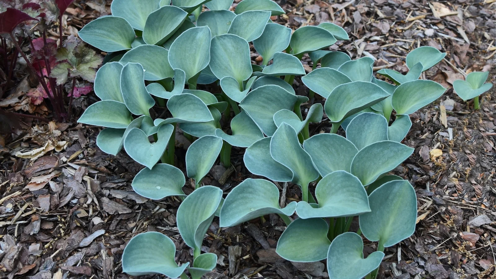 a small clump of round, thick, blue-green leaves with slightly wavy edges forming a compact, low-growing mound, all situated in a well lit area outdoors