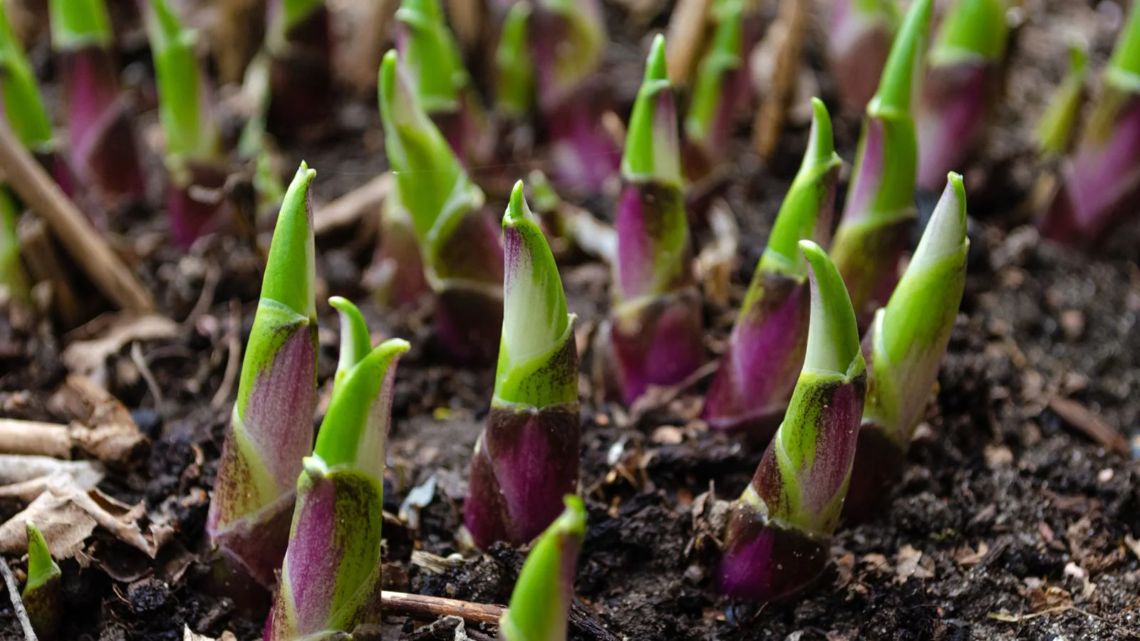 a close-up shot of a small composition of developing young shoots of a plant, all situated in a well lit area outdoors